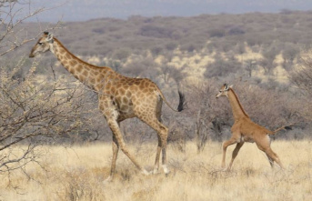 Animals: Rare baby giraffe without spots spotted in...