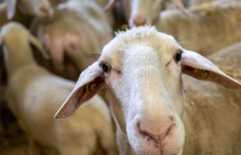 Diseases: Bluetongue confirmed in sheep