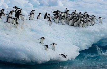 Conference in Australia: Can Antarctica still be saved?