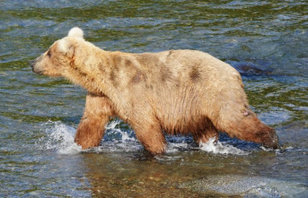 Alaska: Female brown bear Grazer wins “Fat Bear”...