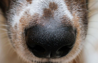 Animals: Dogs and humans: Was the dog's nose a connecting element?