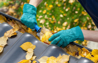 Annoying leaves: If the downpipe is blocked: How to...