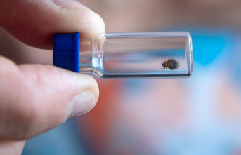The Olympic Games are just around the corner: France is struggling with a supposed bed bug plague – the government gets involved