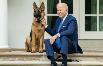 US President: After bites: Joe Biden's dog no...