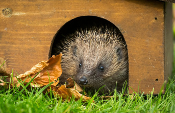 Safe shelter: A hedgehog house in the garden? This...