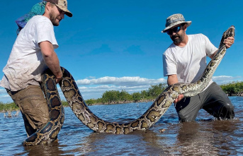 Everglades: The Curse of the Snake: How Florida Is...