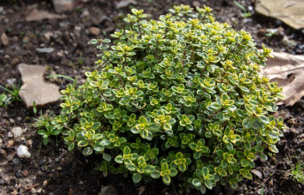 Hardy plants: Evergreen ground cover: These plants...
