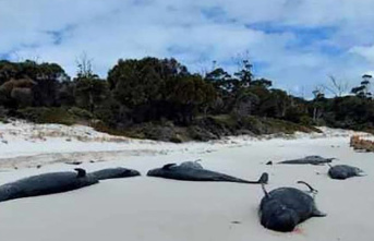 Animals: More than 30 dead pilot whales discovered on beach in Tasmania