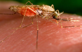 Diseases: Climate change and resistance hinder the fight against malaria