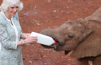 Queen Camilla in Kenya: She gives a bottle to a little...