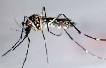 Health: WHO warns of the spread of dengue fever in...