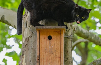 Animals: Study: Free-roaming cats endanger biodiversity