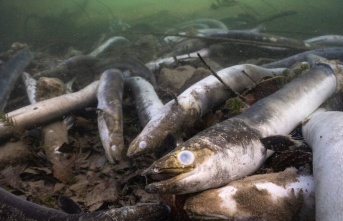 Animals: Fishermen denounce “eel slaughter” at...