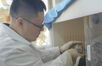 Reproductive medicine: In China they clone dogs. And cats. Some customers come back again and again