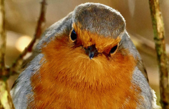Trend from Great Britain: Why the robin is the ultimate...
