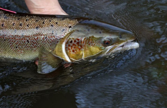 Conservation: Atlantic salmon now globally classified...