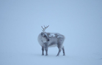 Animals: Climate crisis is affecting reindeer