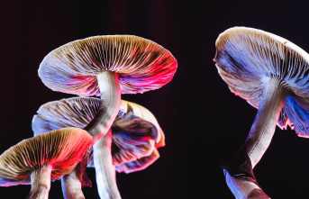 From Elon Musk to Steve Jobs: Magic mushrooms, LSD,...