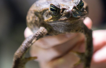 Wildlife: Australia goes toad hunting