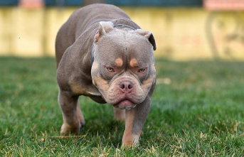 Dog attack: American Bully XL bites his owner to death