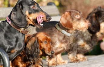 Study: Small dogs with elongated snouts live the longest