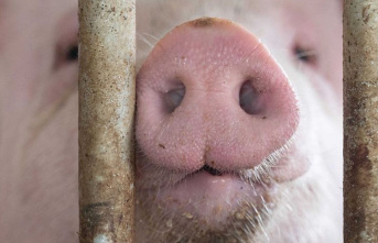 Agriculture: FDP criticizes "animal welfare cent"...