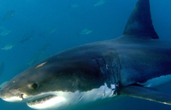 Predatory fish: Researchers count more shark attacks...