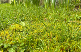 Green care: Moss in the lawn: A handful of tips against...