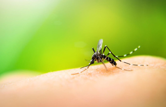 Dangerous mosquito bite: Dengue fever in Brazil: This...