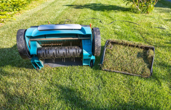 Green care: Scarify the lawn correctly - and when...