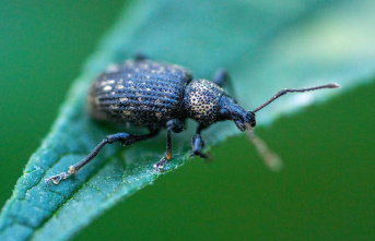 Bay feeding: Recognizing black weevils: How to protect your plants from the beetle