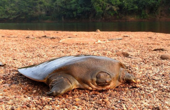Animals: Extremely rare turtle discovered in India