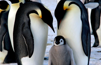 Dangerous virus: bird flu has reached Antarctica. Are penguins at risk of mass extinction?