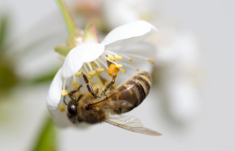 Garden tips: Bee-friendly balcony flowers: How to support the beneficial insects