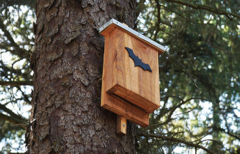 Breeding season: How you can contribute to species protection with a bat box