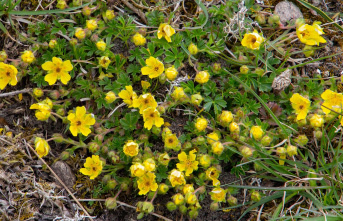Weeds in the lawn: Stop creeping cinquefoil: How to prevent overgrowth