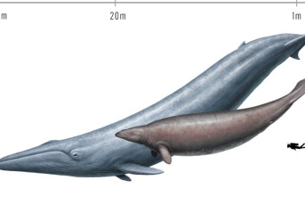 Animals: Not so colossal? Doubts about the calculated whale weight
