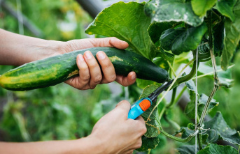Growing vegetables: Planting cucumbers: These are...