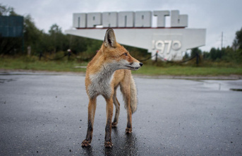 Radiation-resistant organisms: Chernobyl and Fukushima: How animals are reclaiming the death zone