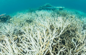 Australia: Great Barrier Reef records worst coral...