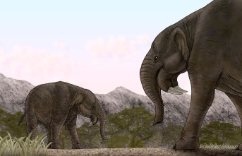Paleontology: What the sensational find from Erding reveals about prehistoric elephants from Germany