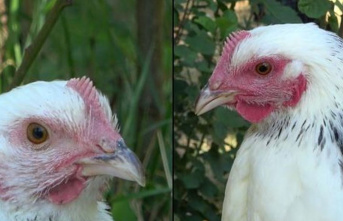 Experiment: Blushing when excited - this also happens to chickens
