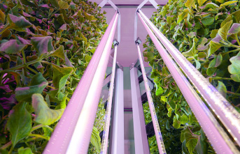 Sustainable cosmetics from Paris: Vertical starters: How the cosmetics industry uses vertical farming