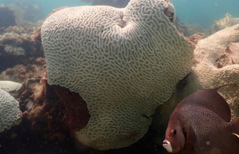 Environment: Alarming coral bleaching in the world's oceans
