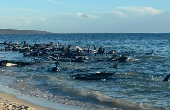 Australia: 160 pilot whales stranded – rescuers bring 100 back into deep water