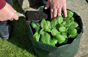 Instructions: Growing potatoes in a planting bag: This is how you can grow them without a garden