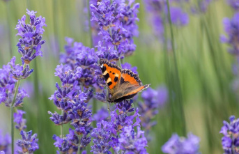 Spring to autumn: Contribution to species protection: With these plants you can attract butterflies to the garden
