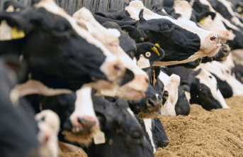 Health: Bird flu in cows surprises virologists