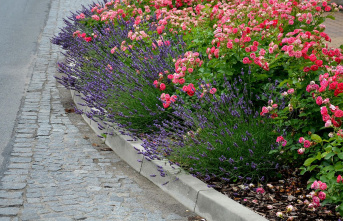 Good against weeds: How to conjure up a robust sea of ​​flowers with easy-care ground cover roses