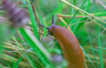 Natural defense: Are there really plants that drive snails out of the garden?